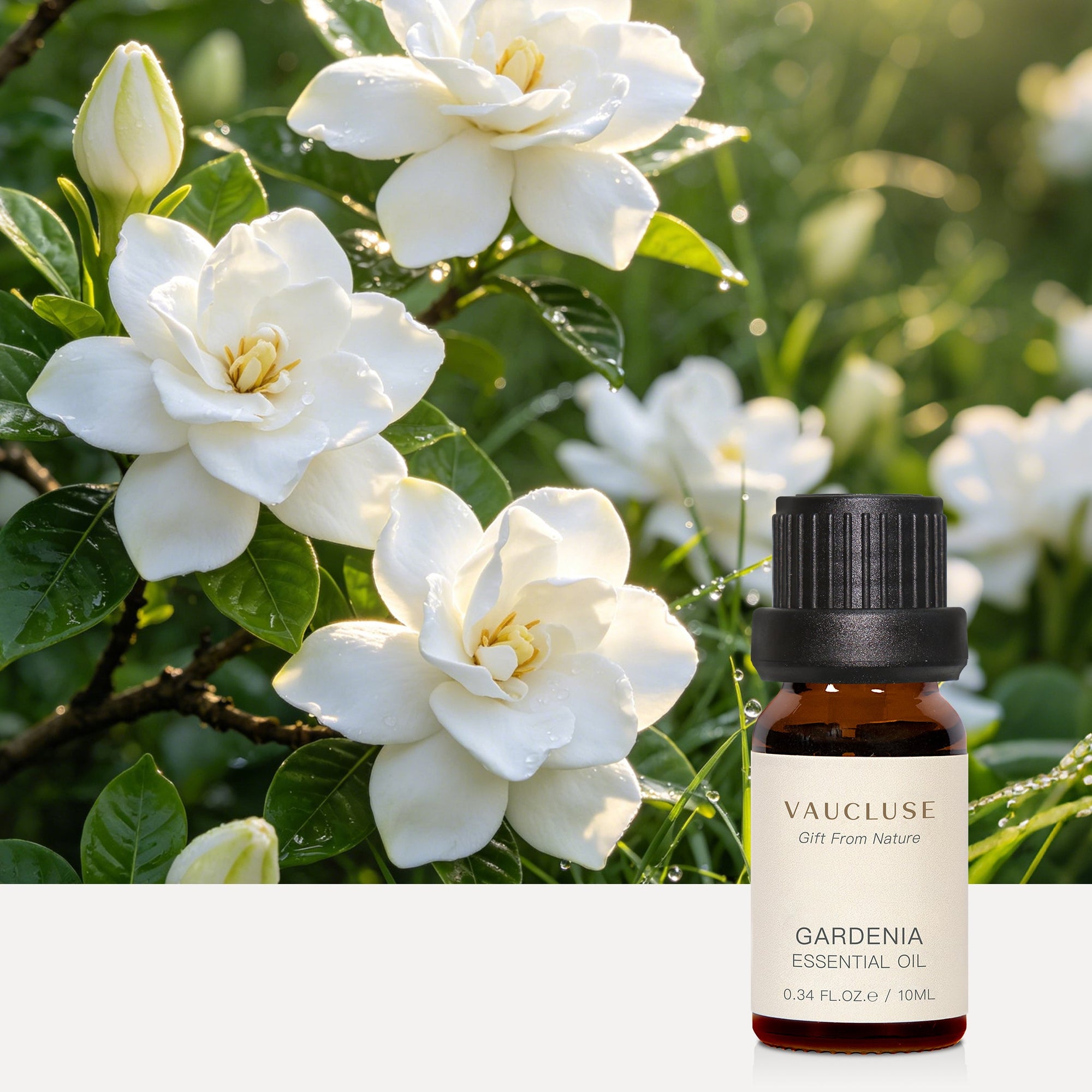 Gardenia Essential Oil - 10ml - VAUCLUSE