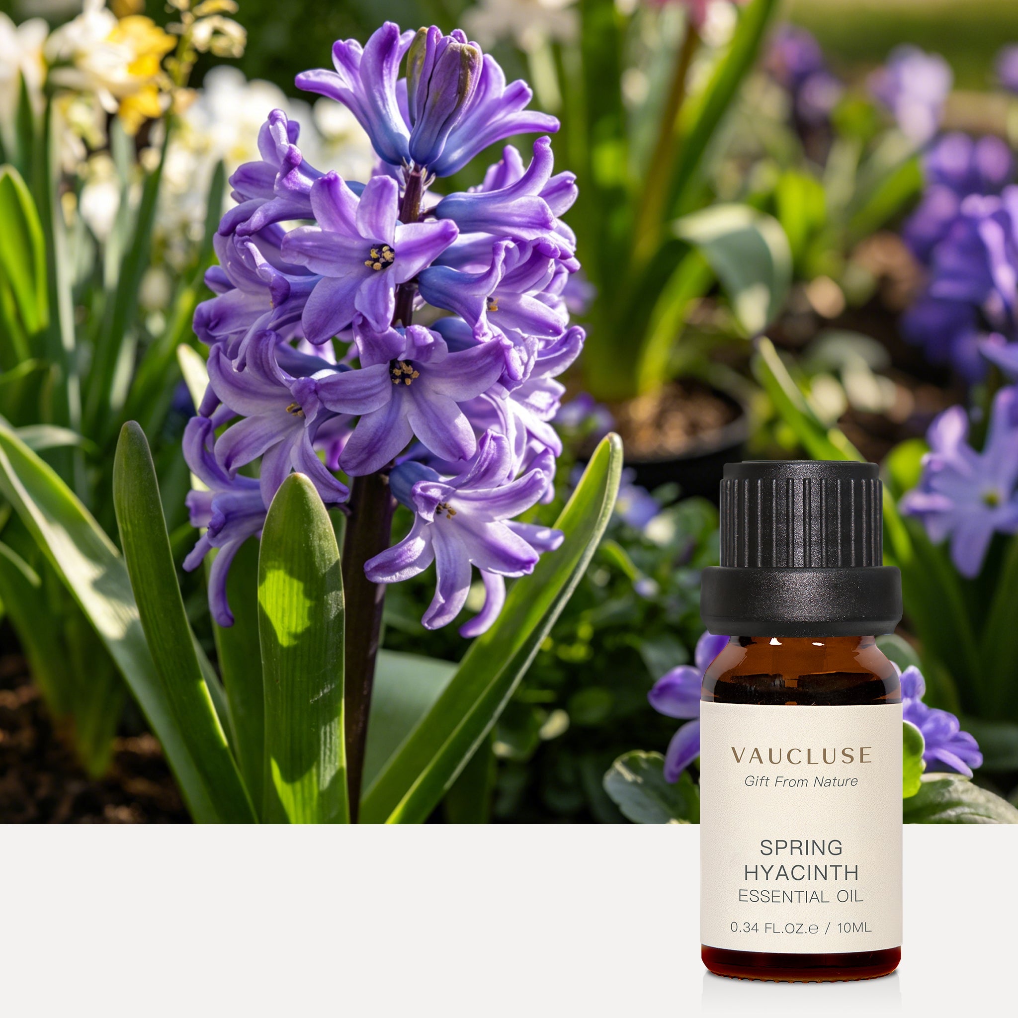 Spring Hyacinth Essential Oil: Refreshing Elegance – VAUCLUSE