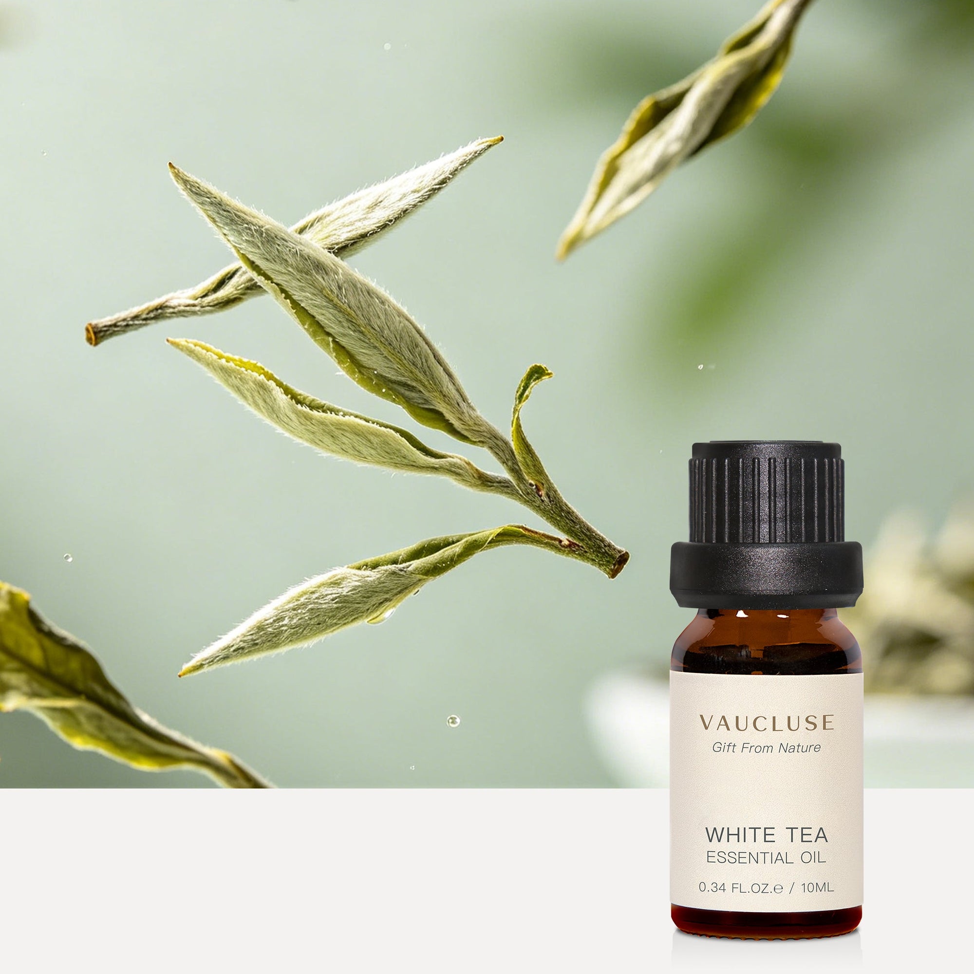 White Tea Essential Oil - 10ml - VAUCLUSE